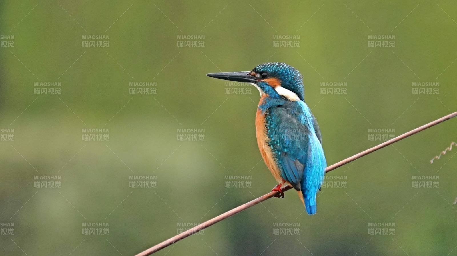 翠鸟栖枝 静谧自然图片