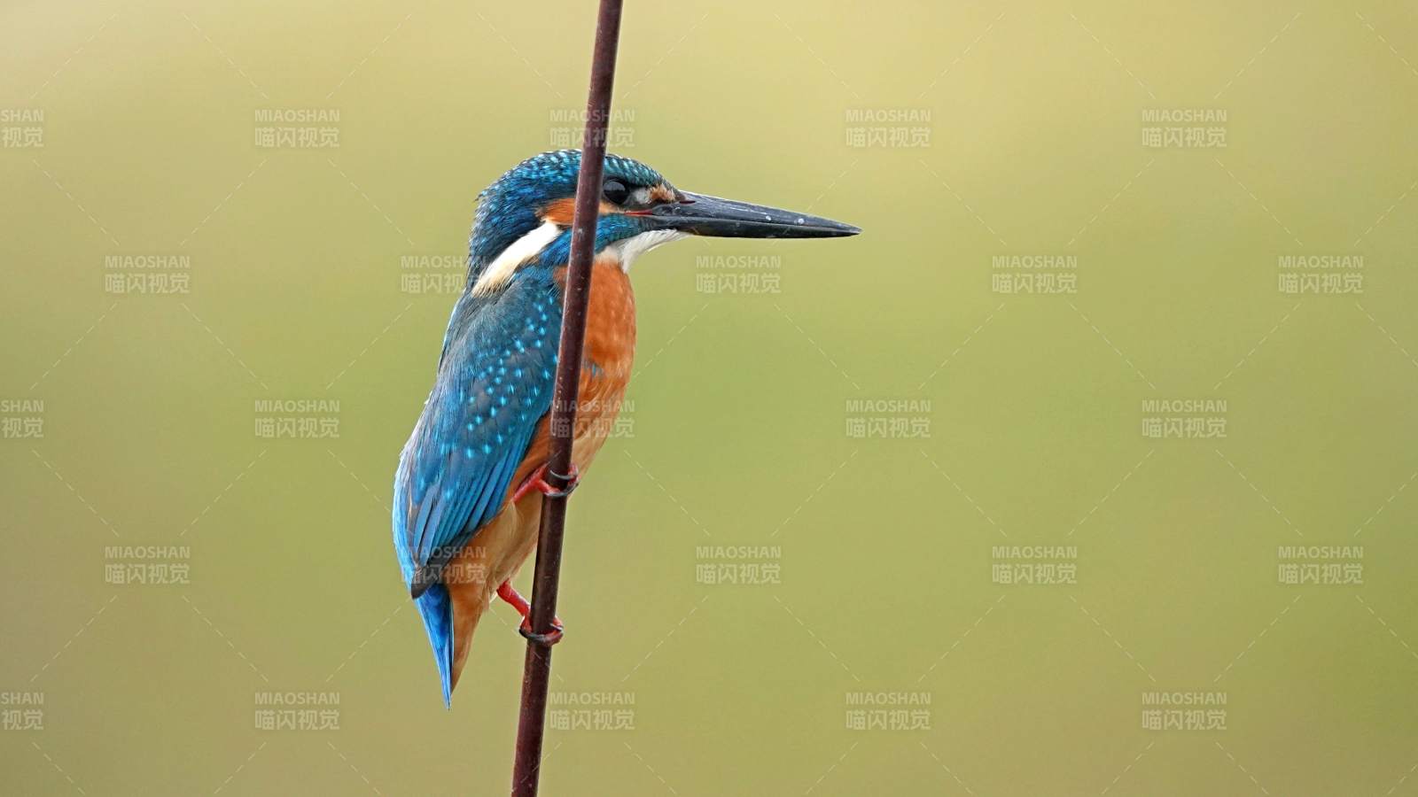 翠鸟栖枝静待鱼图片