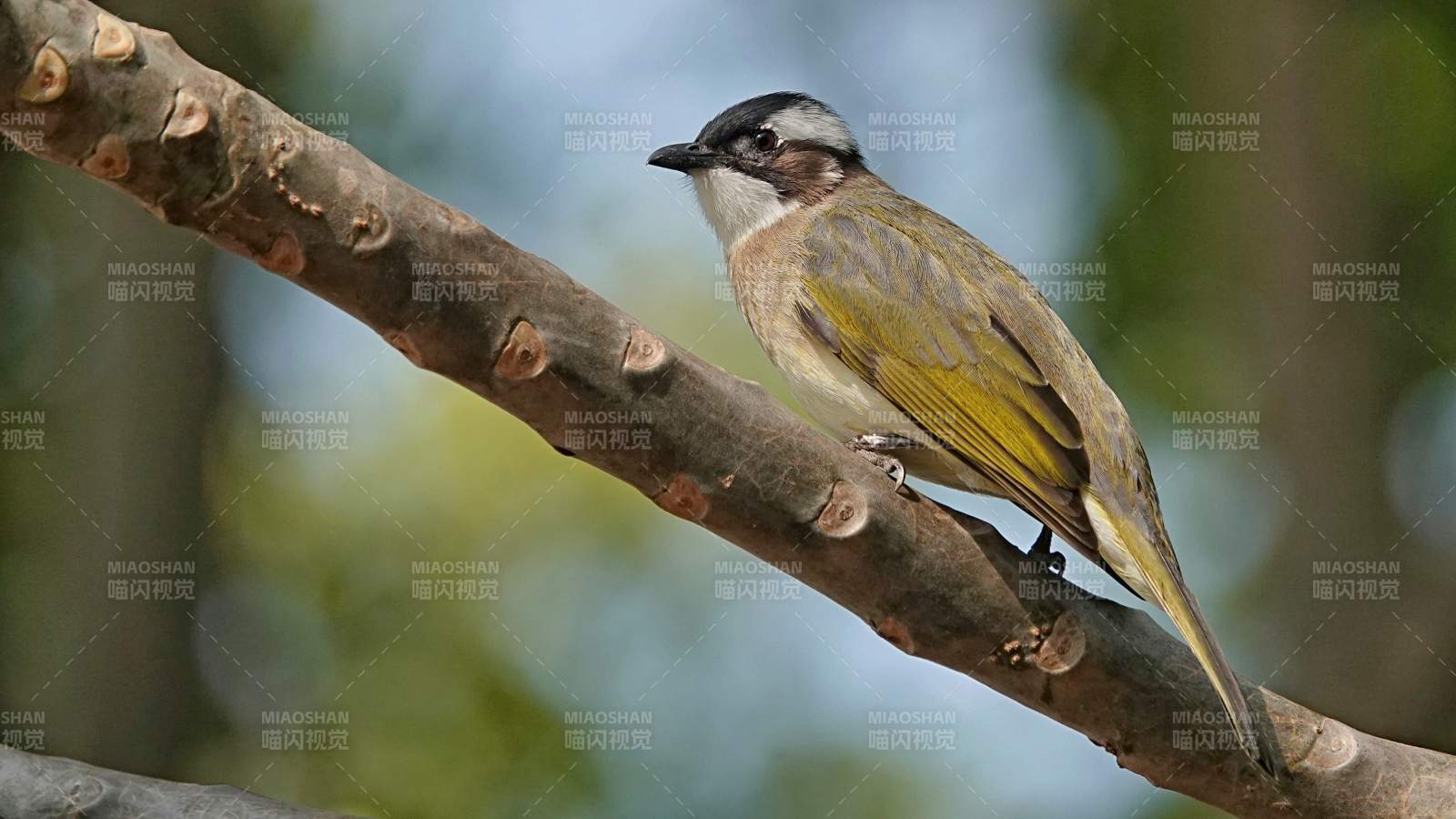 树上的白头鹎图片