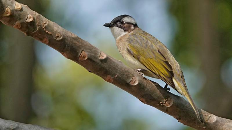 树上的白头鹎图片