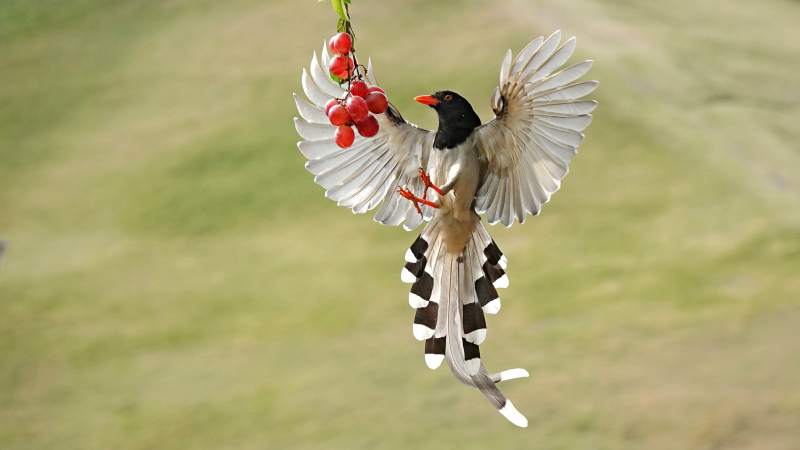 飞翔的红嘴蓝鹊与红果图片