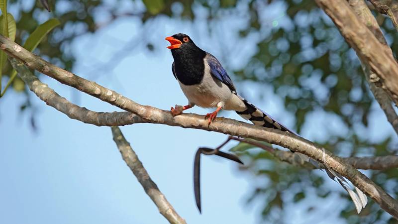 红嘴蓝鹊栖息树枝上图片