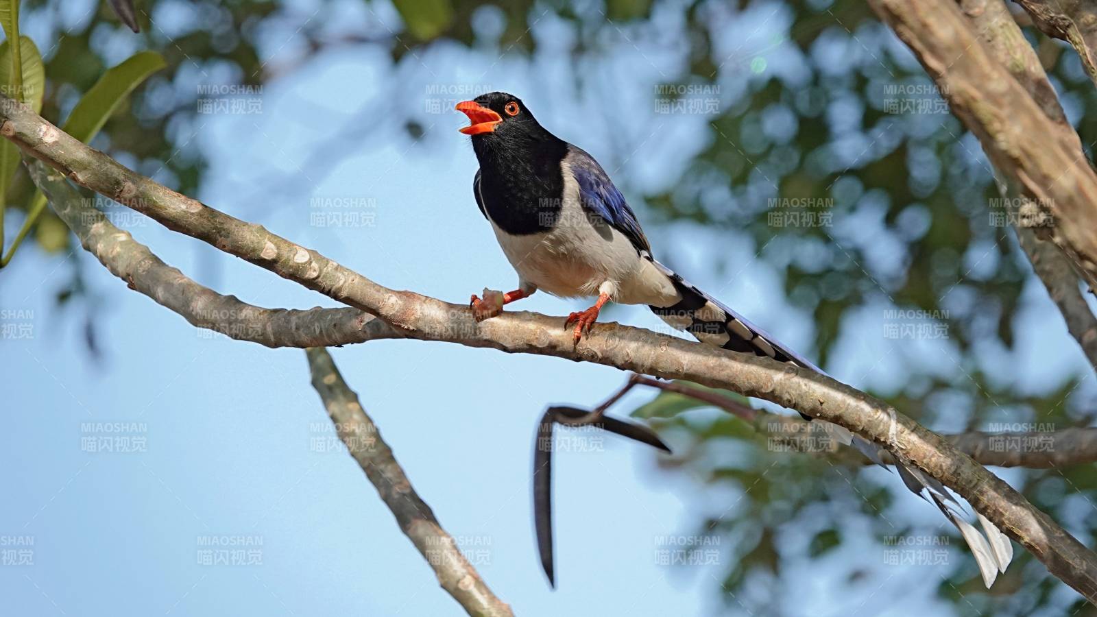 红嘴蓝鹊栖息树枝上图片