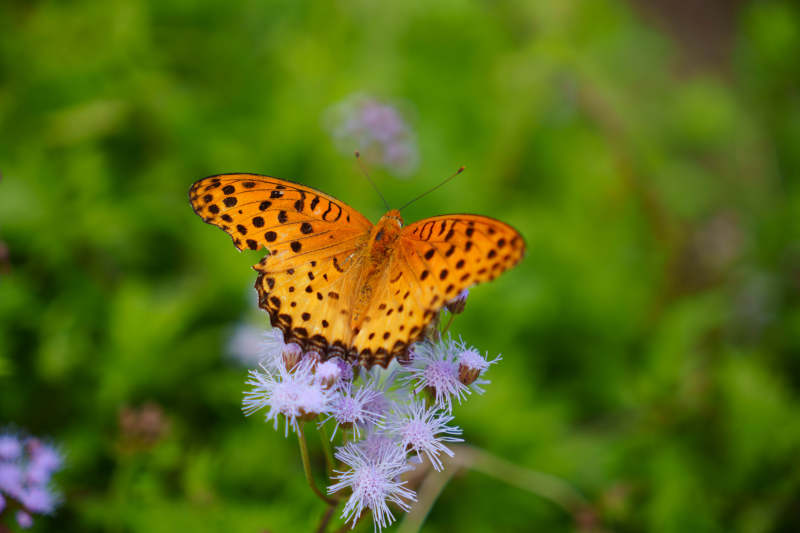 橙色蝴蝶停驻花间图片
