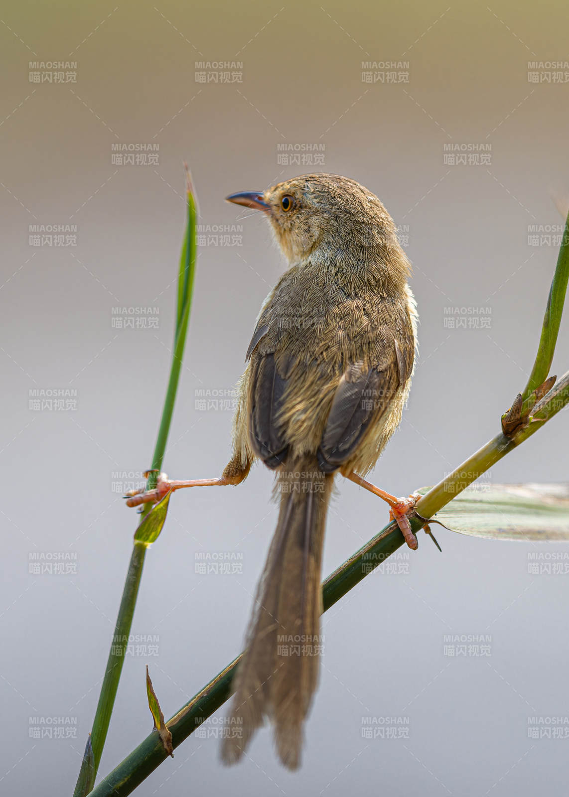 苇莺栖枝静谧景图片