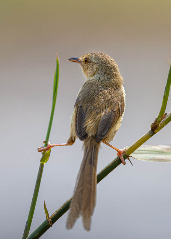 苇莺栖枝静谧景图片
