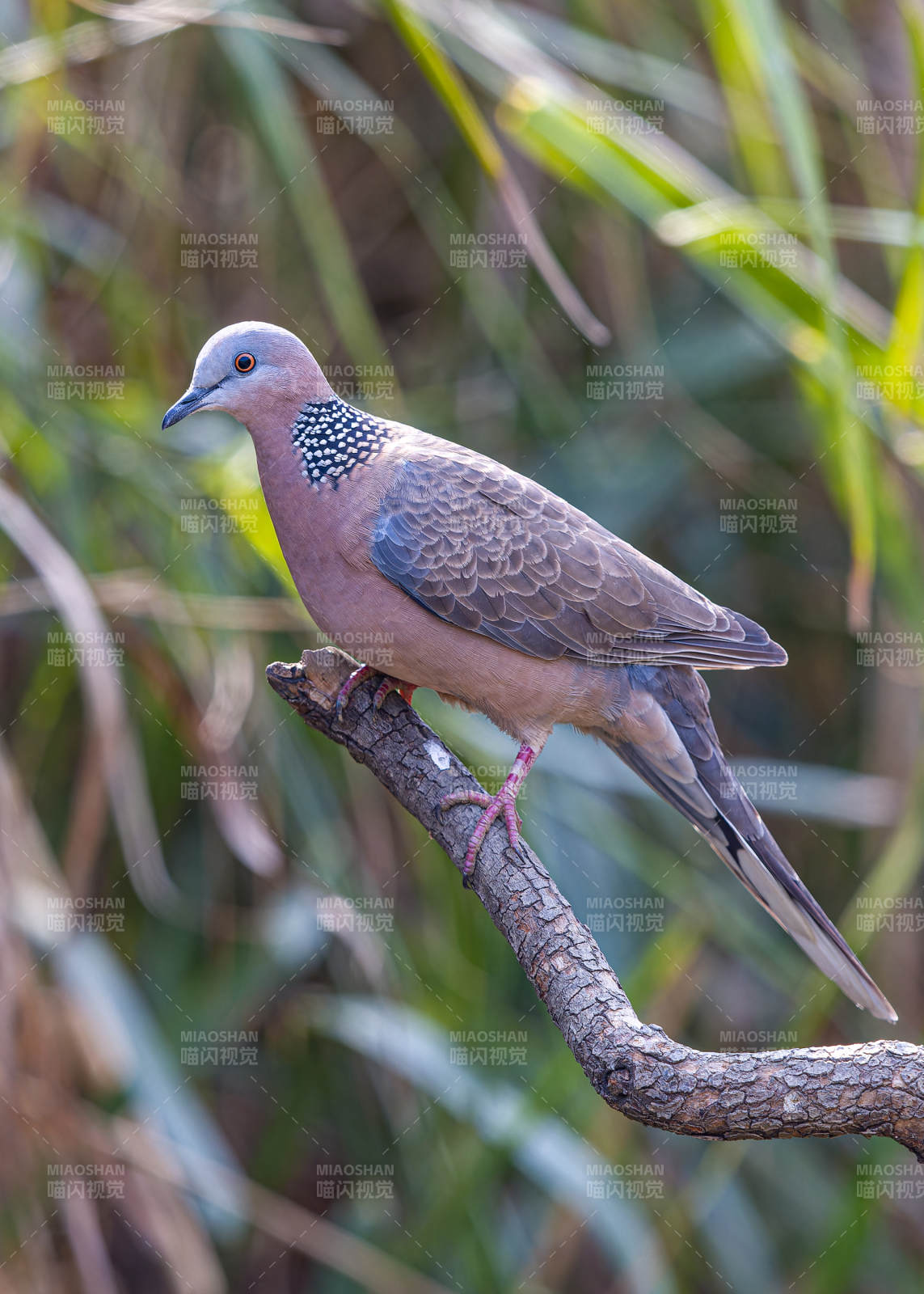 斑鸠栖息树枝上图片