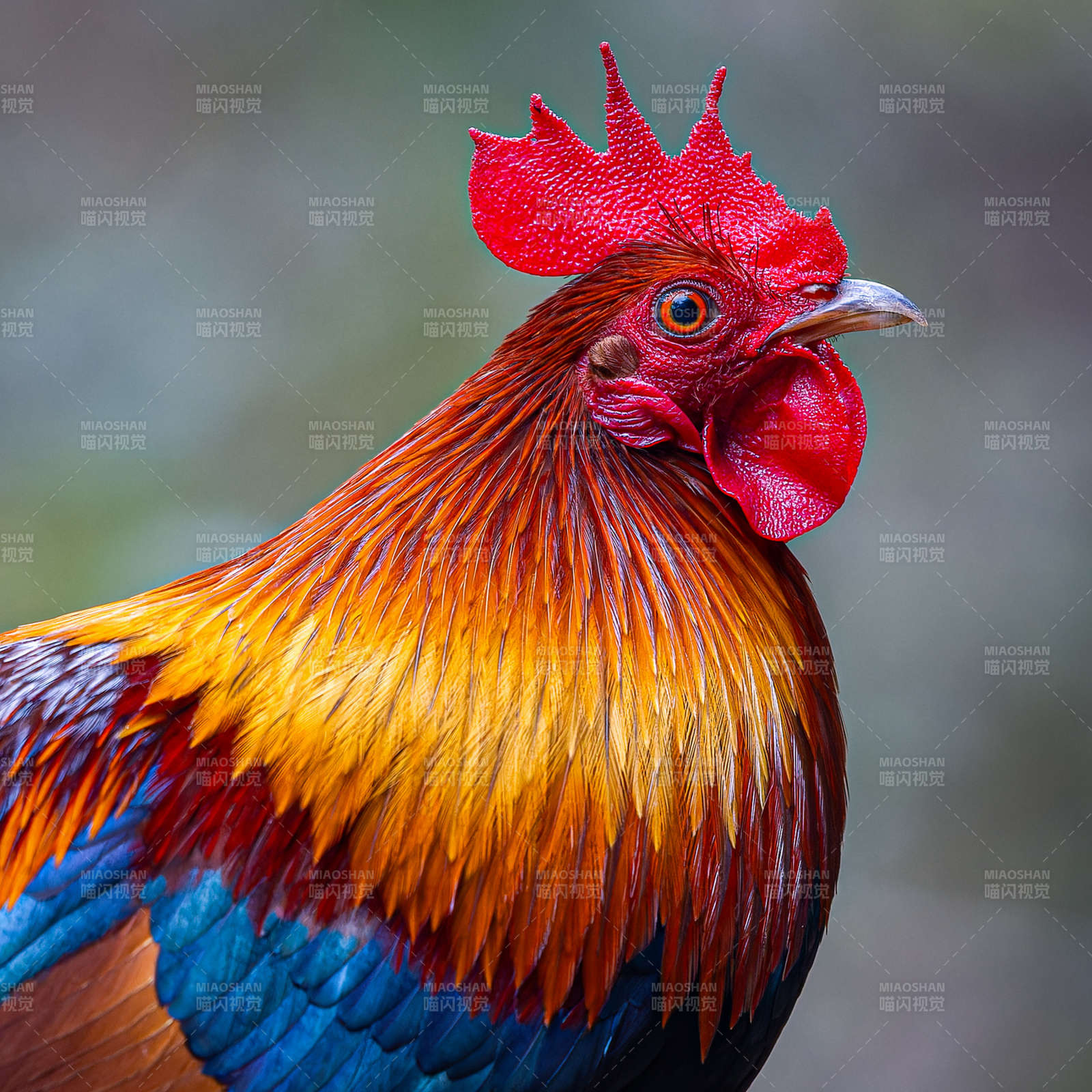 色彩斑斓的公鸡特写图片