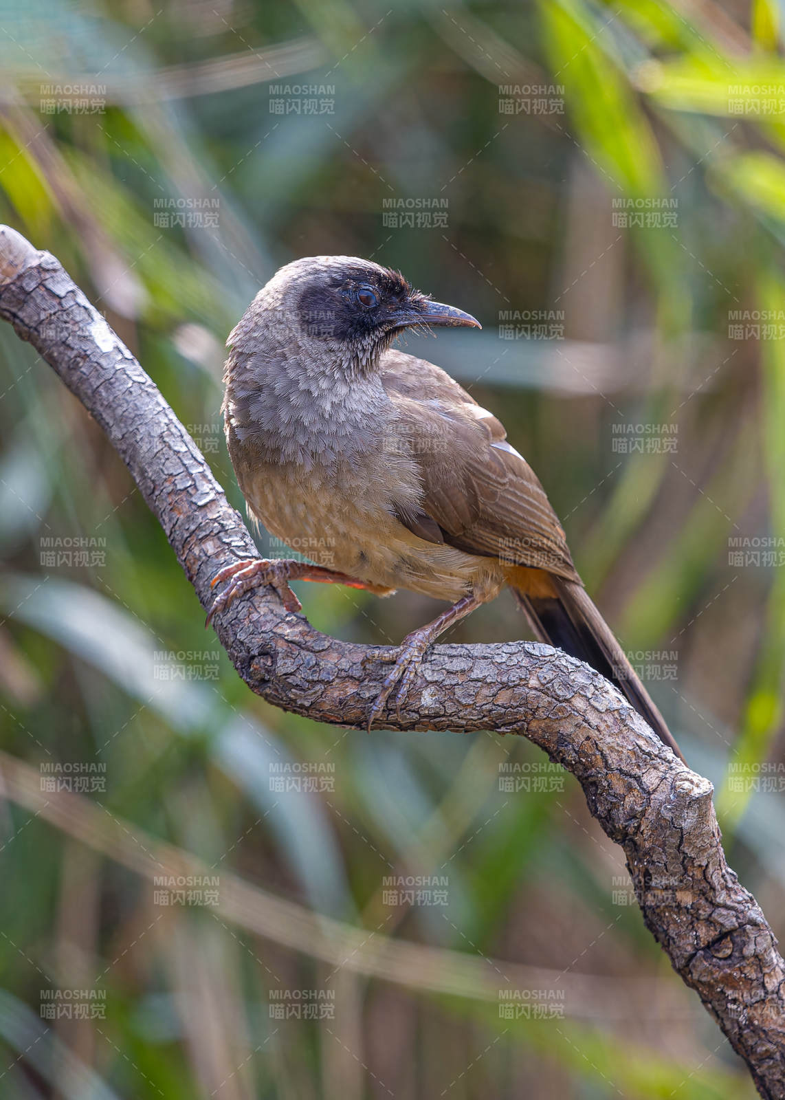 枝头上的小鸟静憩图片