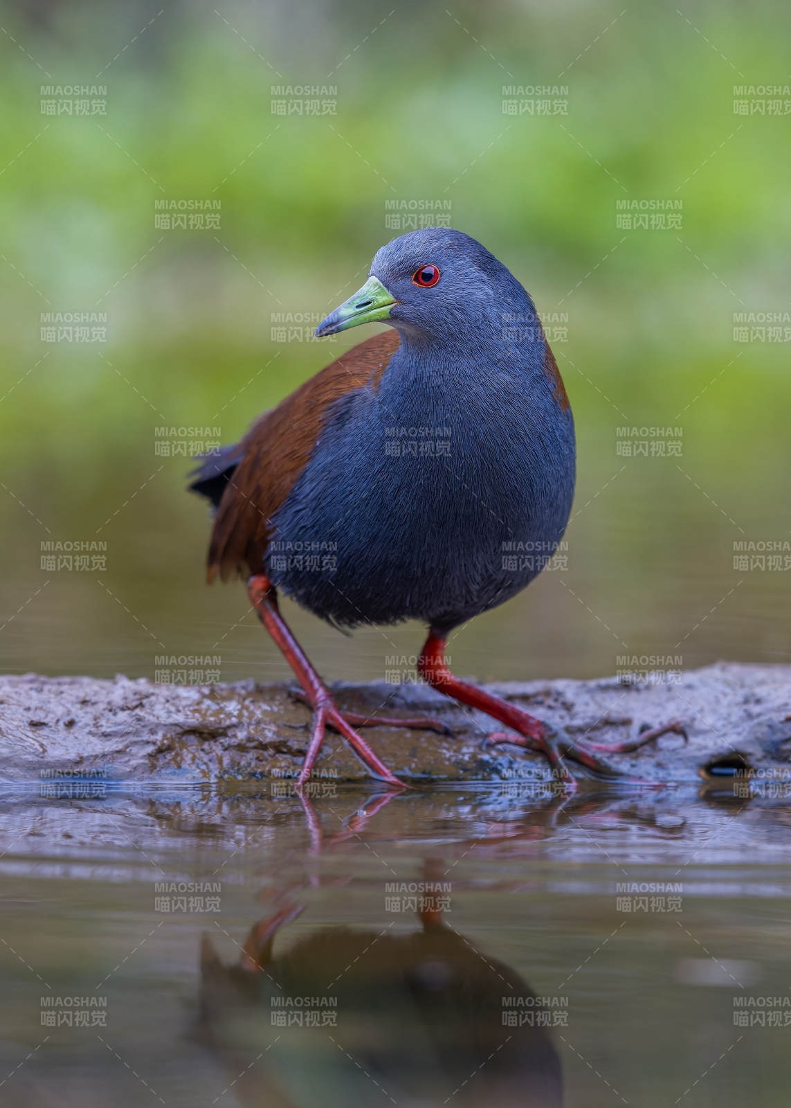 水边的蓝灰小鸟图片