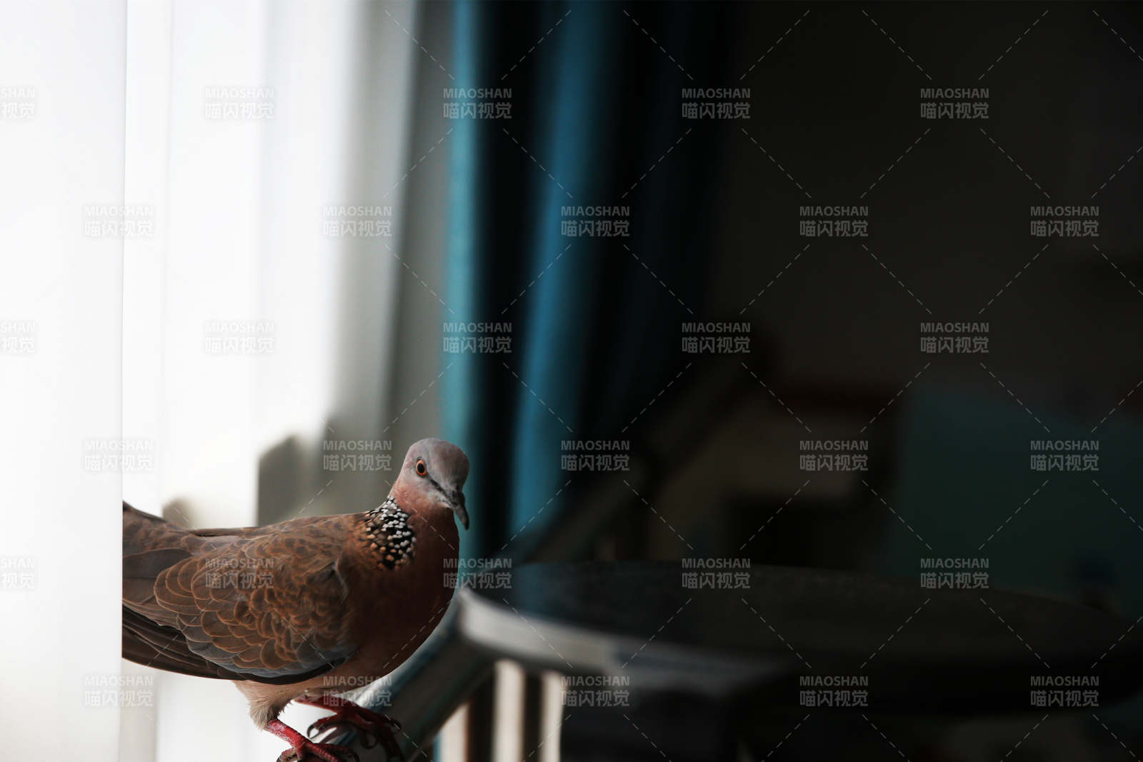 窗边的斑鸠鸟图片