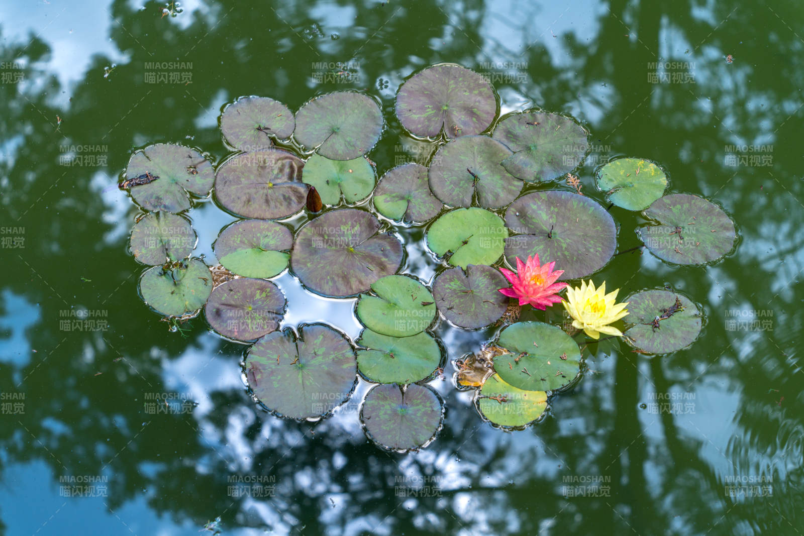 池塘中的睡莲与荷叶图片