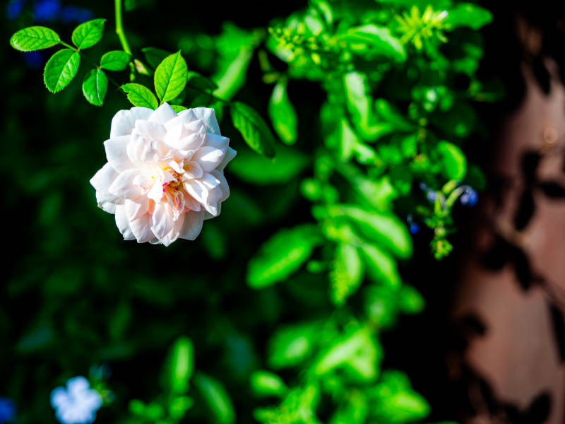 白玫瑰与绿叶的静谧美图片