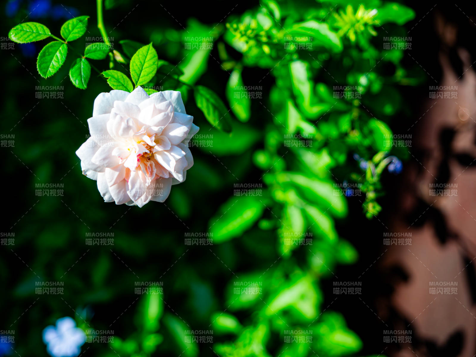 白玫瑰与绿叶的静谧美图片