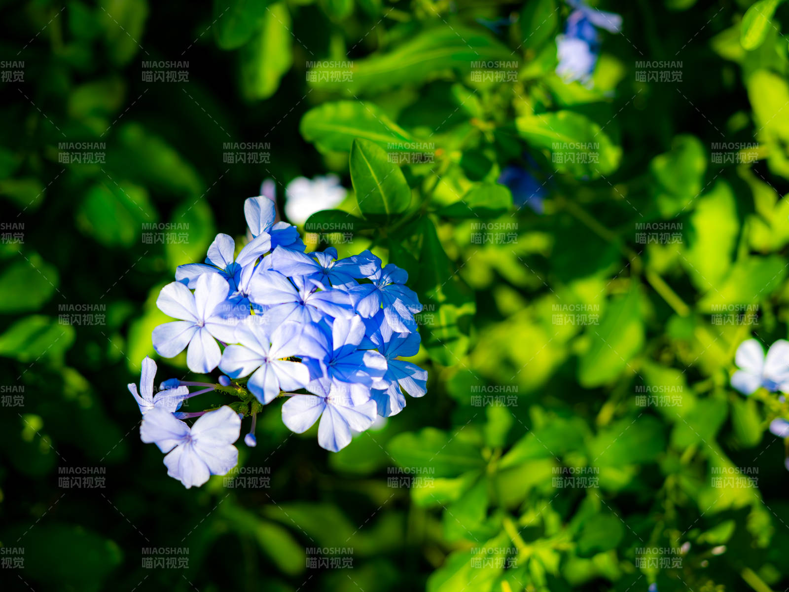 蓝雪花清新自然图片