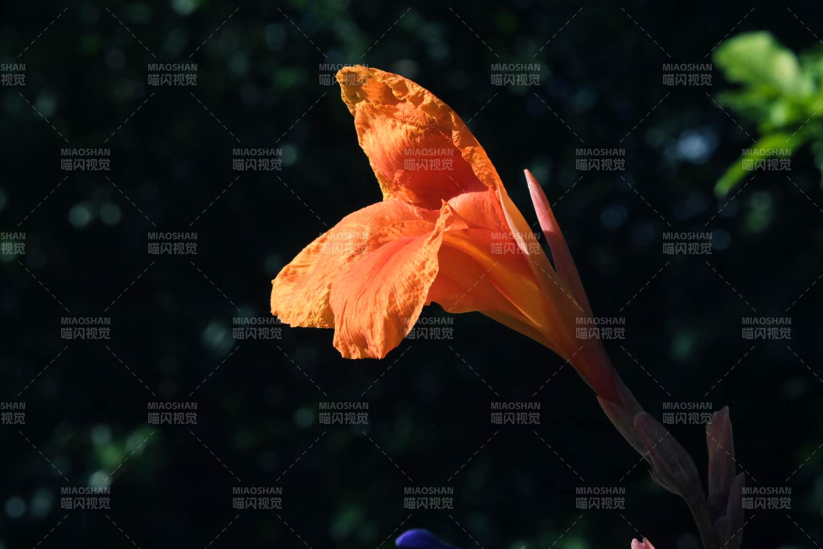 美人蕉在阳光下绽放图片