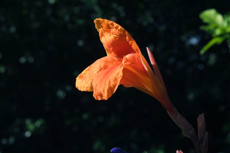 美人蕉在阳光下绽放图片