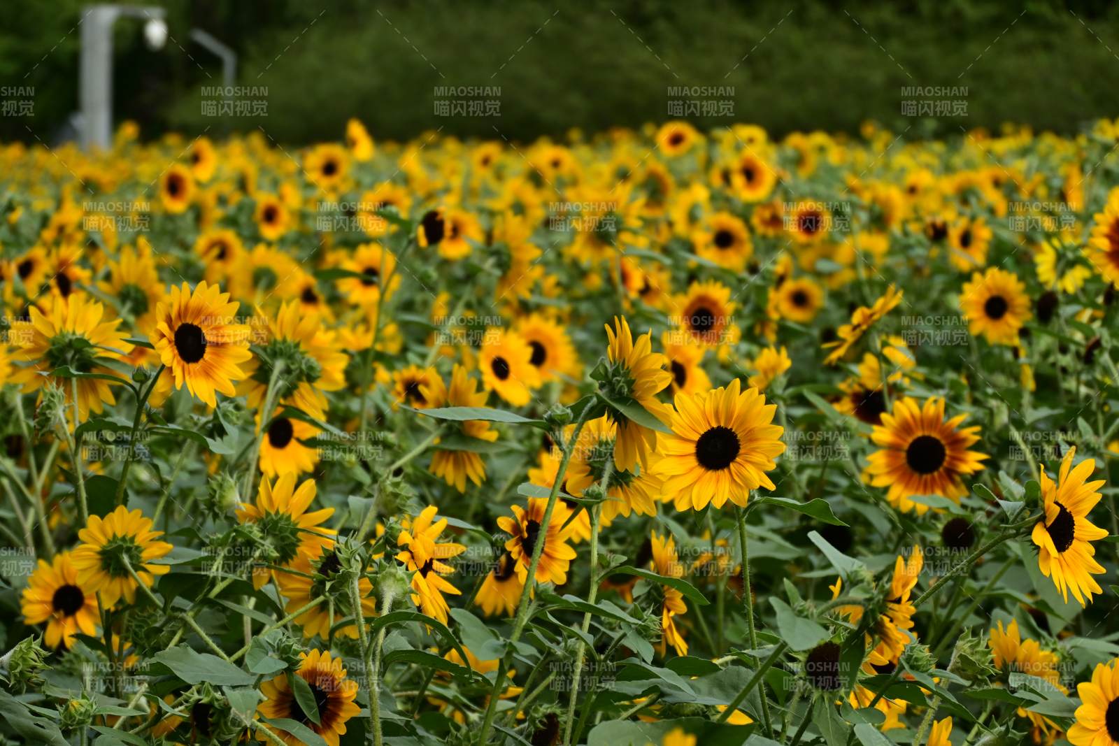 向日葵花海盛开图片