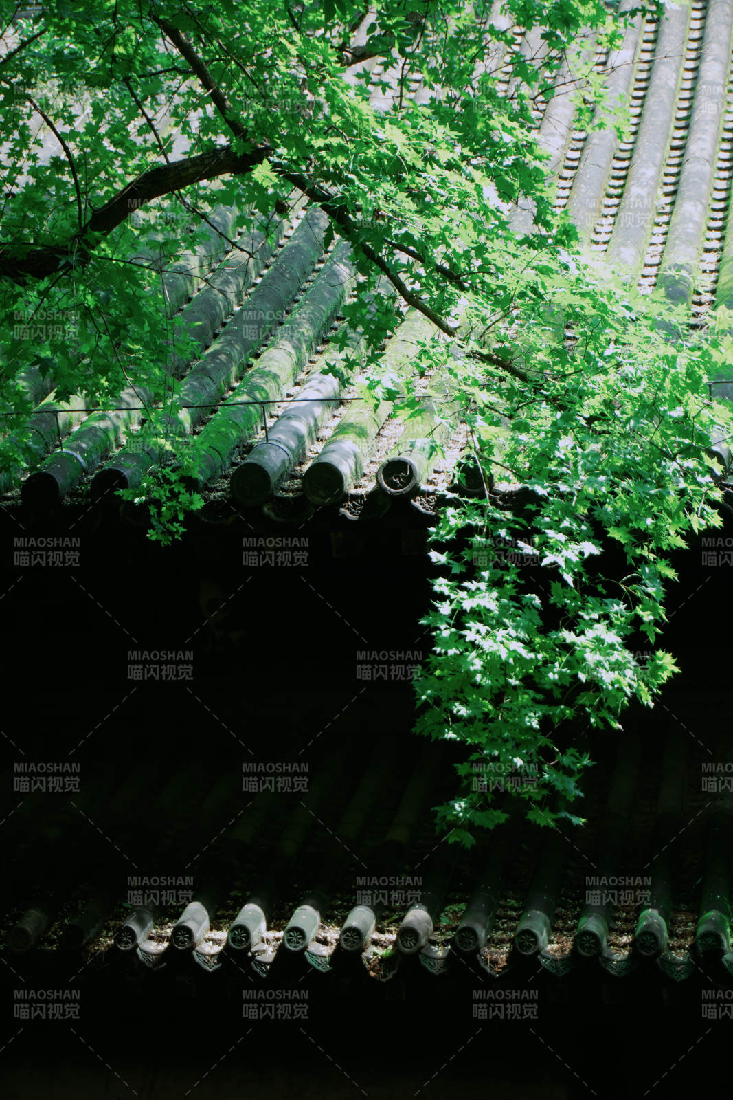 古寺绿荫映瓦檐图片