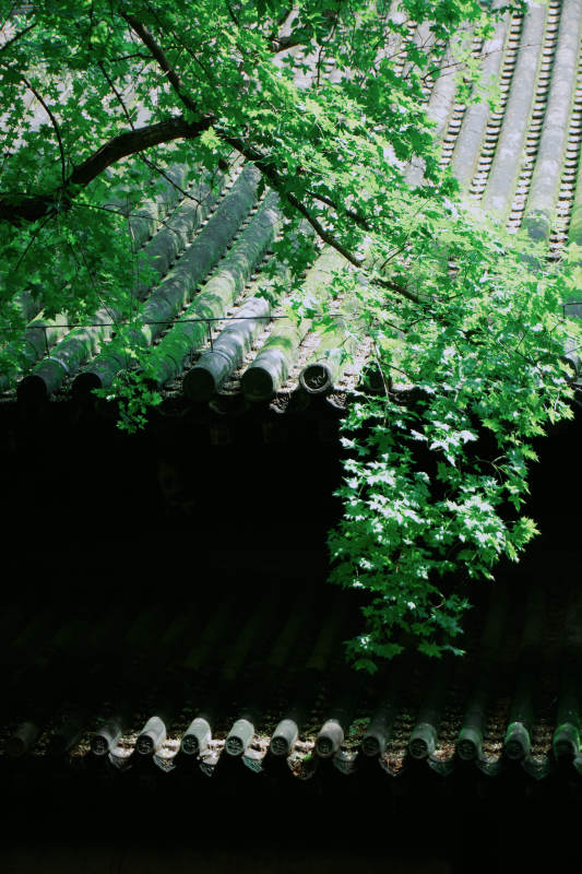 古寺绿荫映瓦檐图片