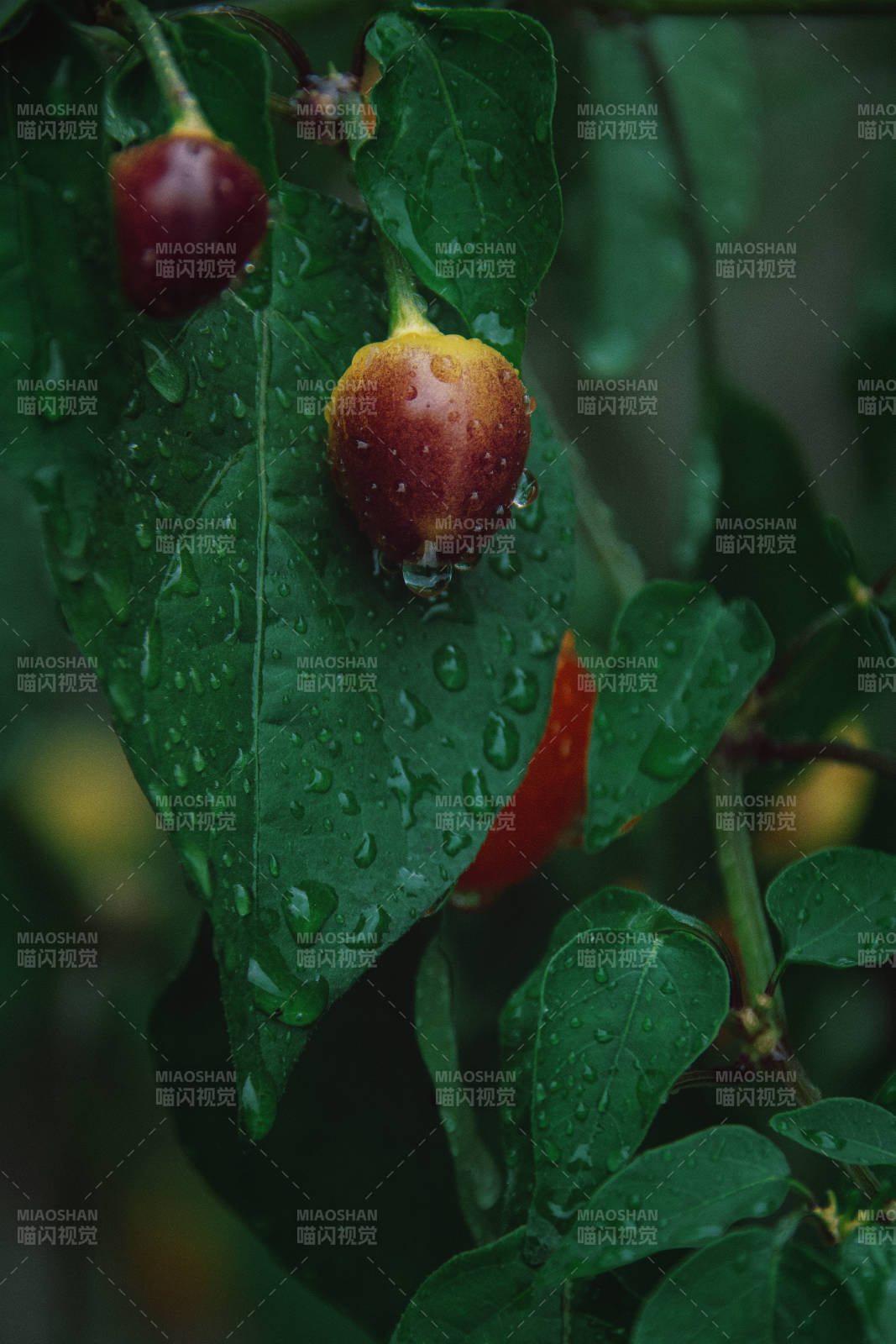 摄影日记•菜园子图片