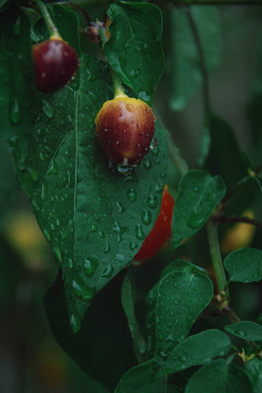 摄影日记•菜园子图片