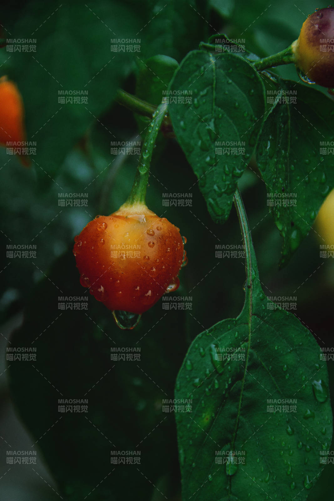 摄影日记•菜园子图片