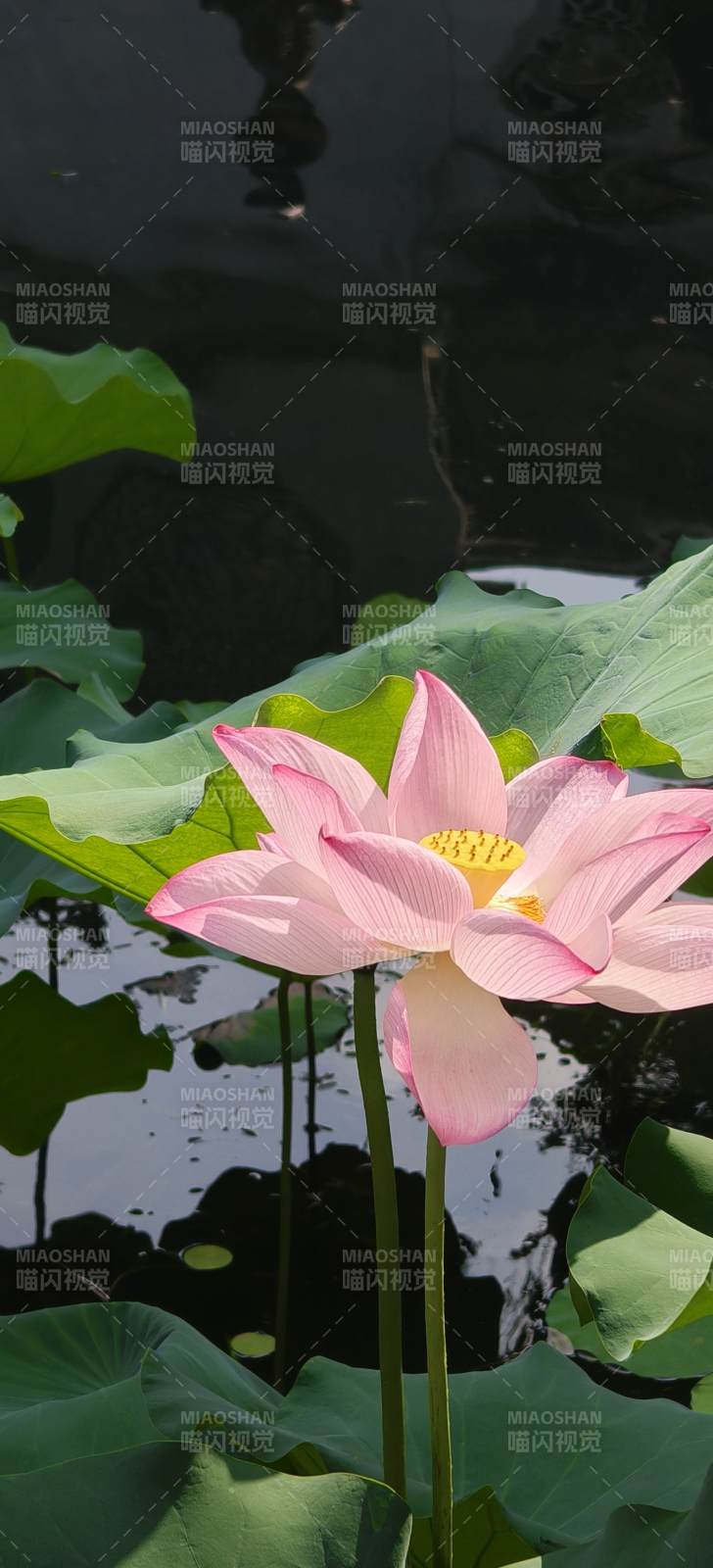 池塘中的粉色莲花图片