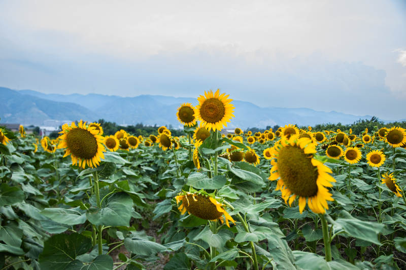 向日葵花田与远山相映图片