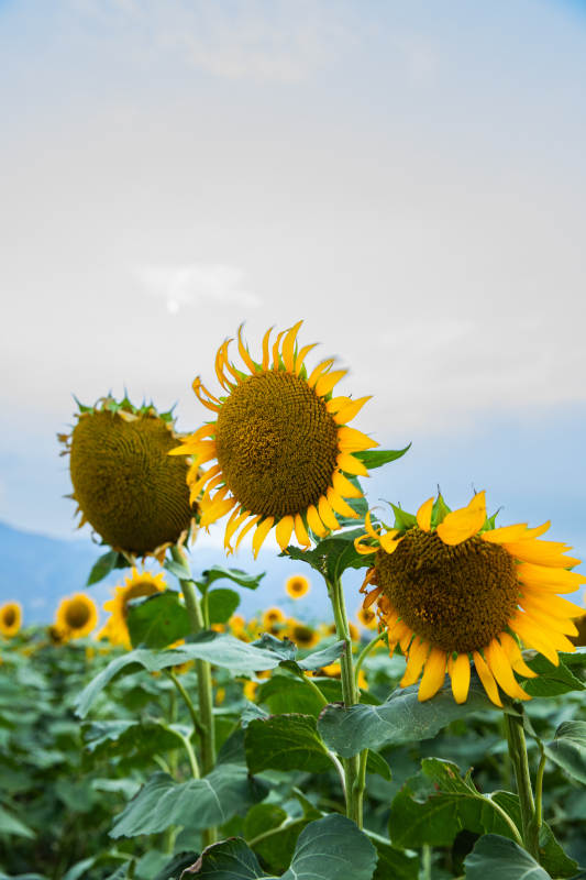 向日葵田间的明媚阳光图片