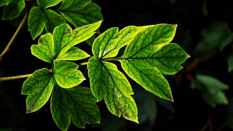 绿叶光影 自然之美图片