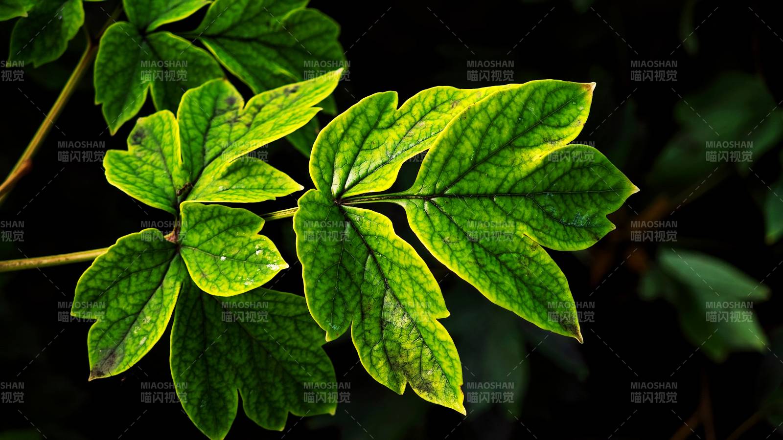 绿叶光影 自然之美图片