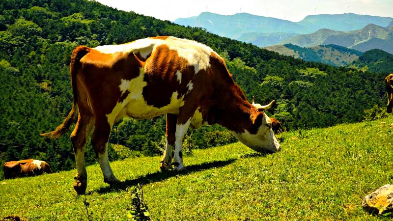 山间草地上的牛图片