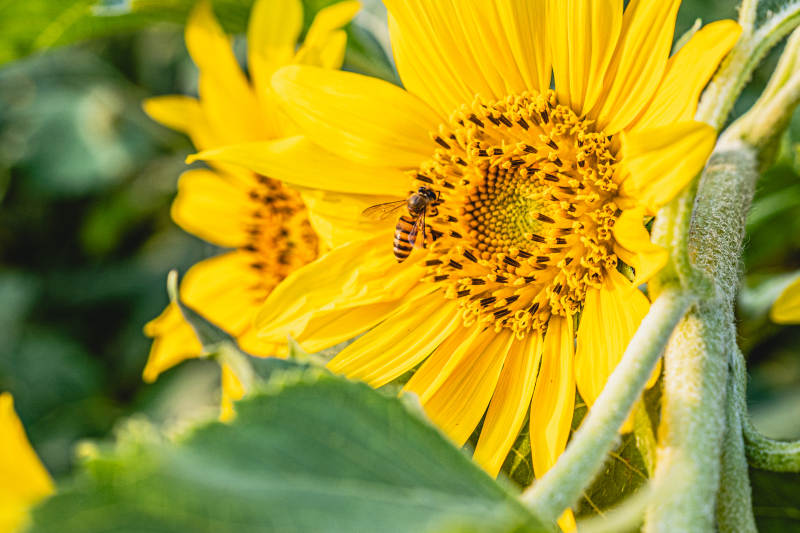 蜜蜂采蜜向日葵花心图片
