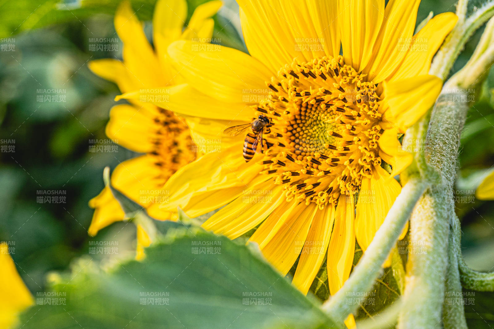 蜜蜂采蜜向日葵花心图片
