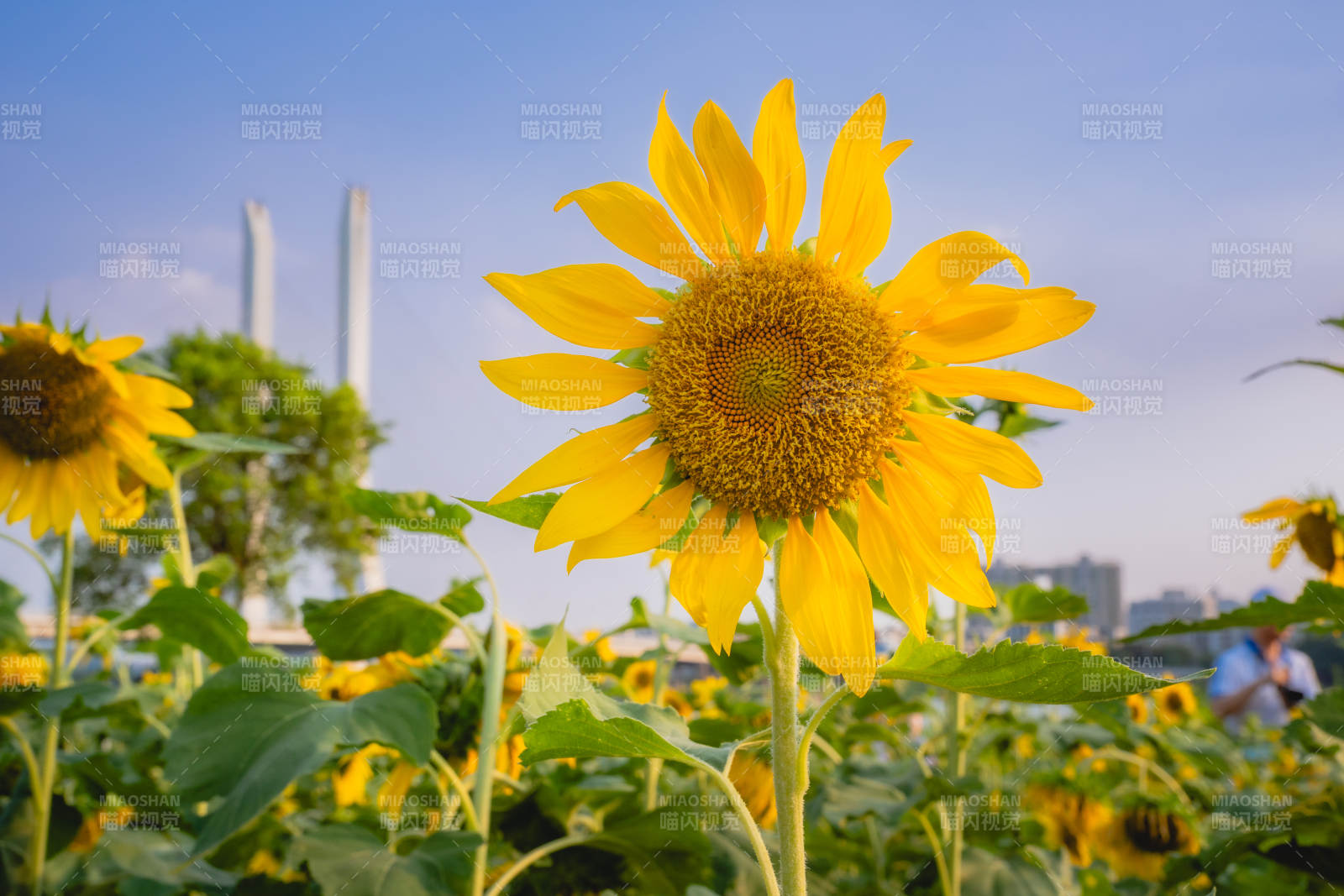向日葵盛开 蓝天映衬图片