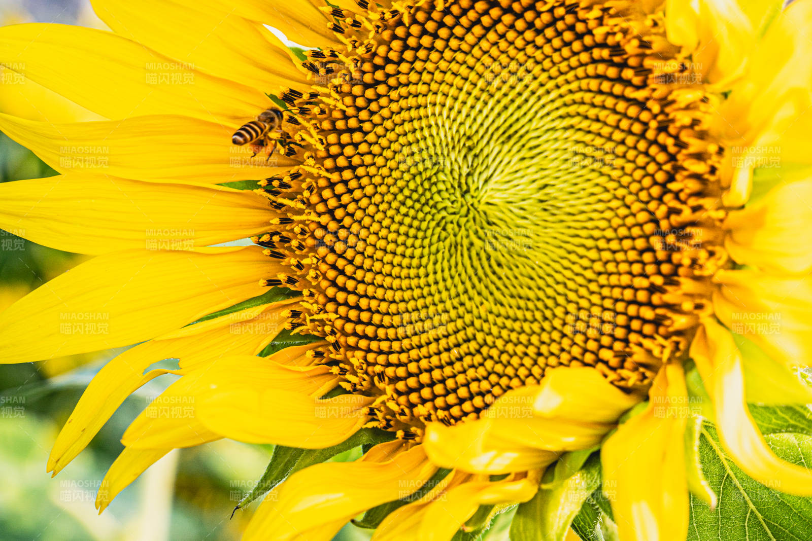 蜜蜂采蜜向日葵花心图片