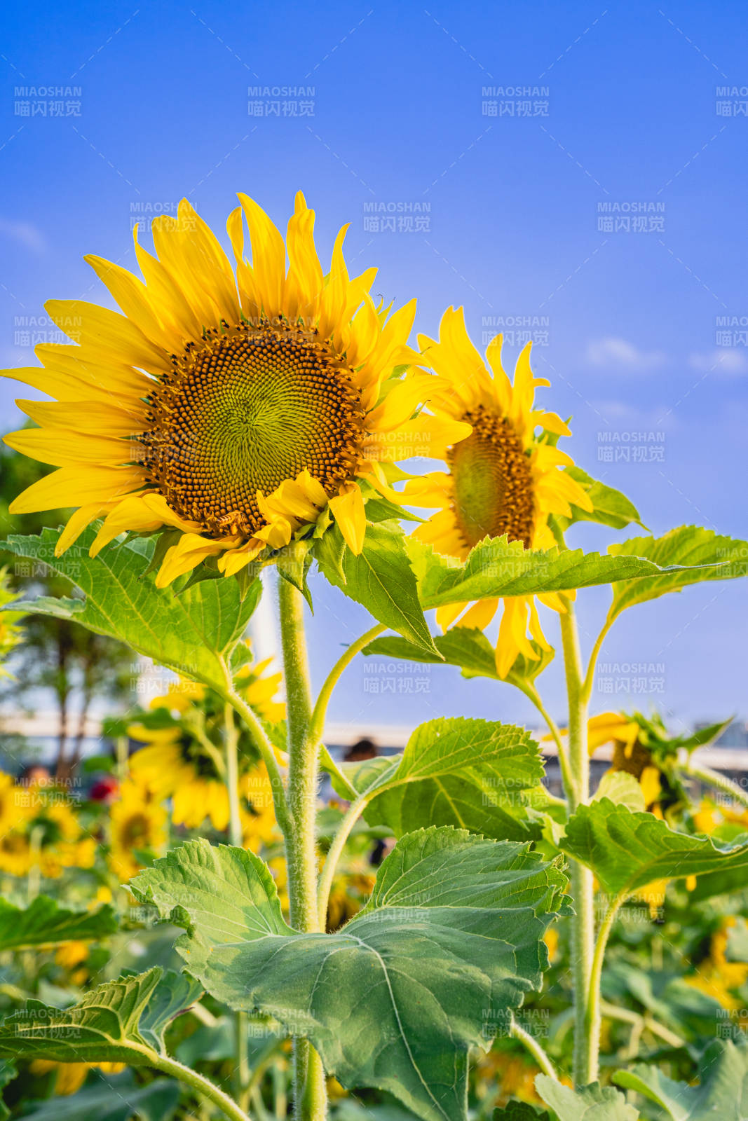 向日葵在蓝天下的绽放图片