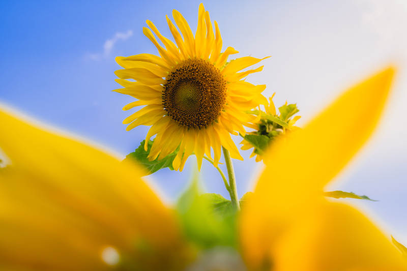 向日葵与蓝天的交响图片