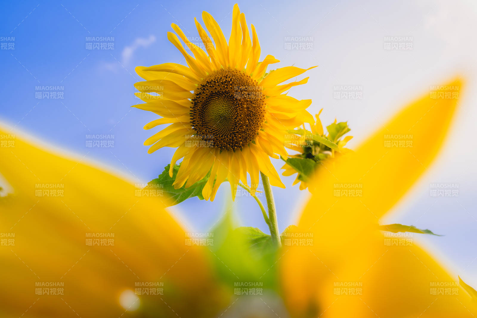 向日葵与蓝天的交响图片