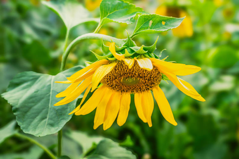 向日葵在阳光下绽放图片