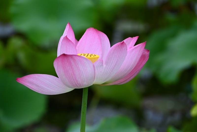 粉色莲花静谧绽放图片