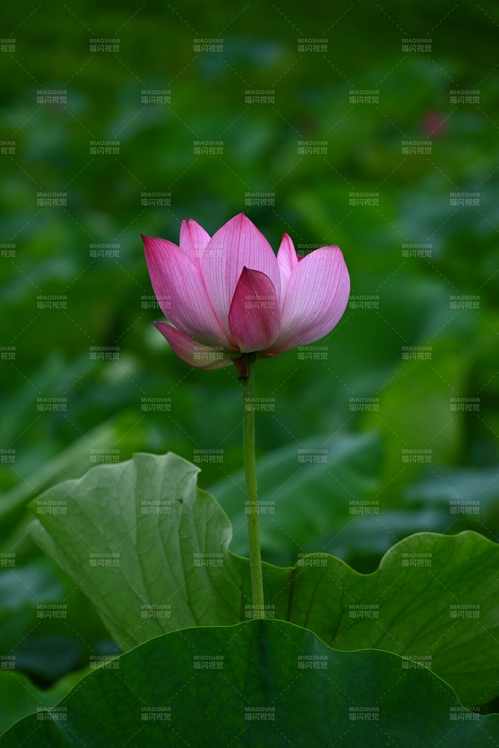 池中莲花静谧绽放图片