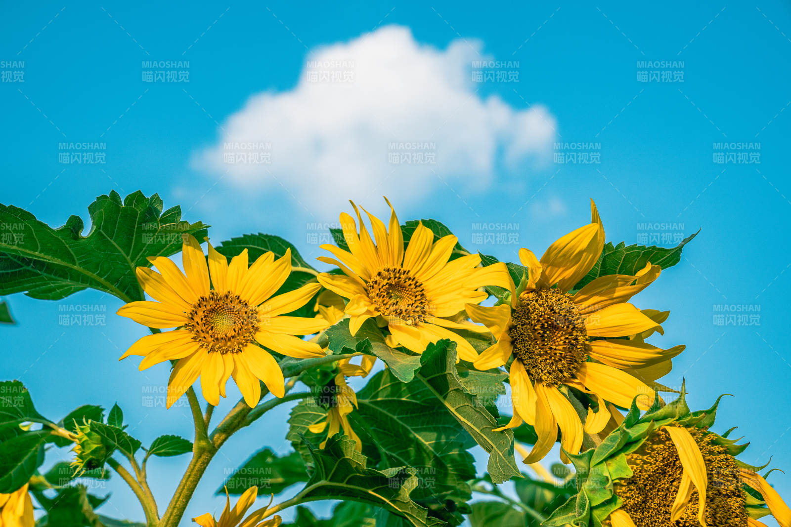 向日葵与蓝天白云图片