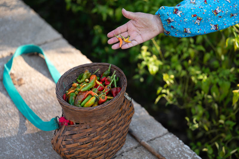 采摘辣椒 丰收喜悦图片