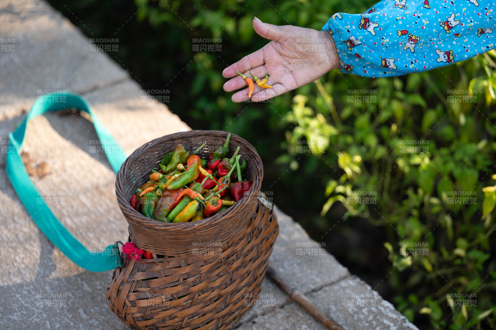 采摘辣椒 丰收喜悦图片