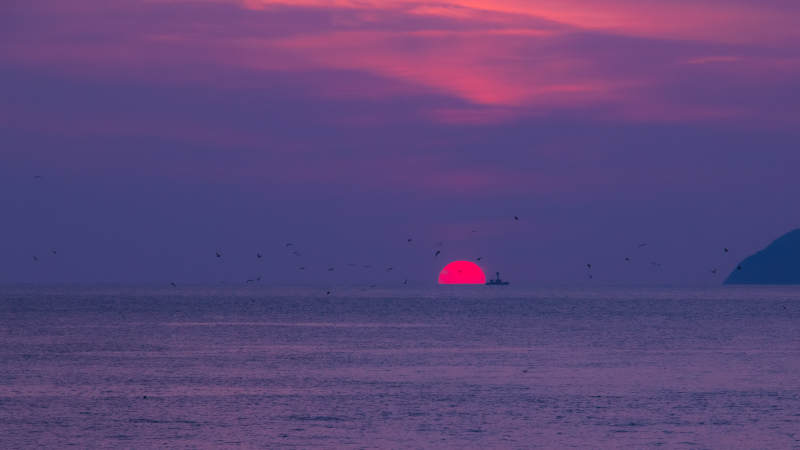 夕阳西下 海鸟纷飞图片