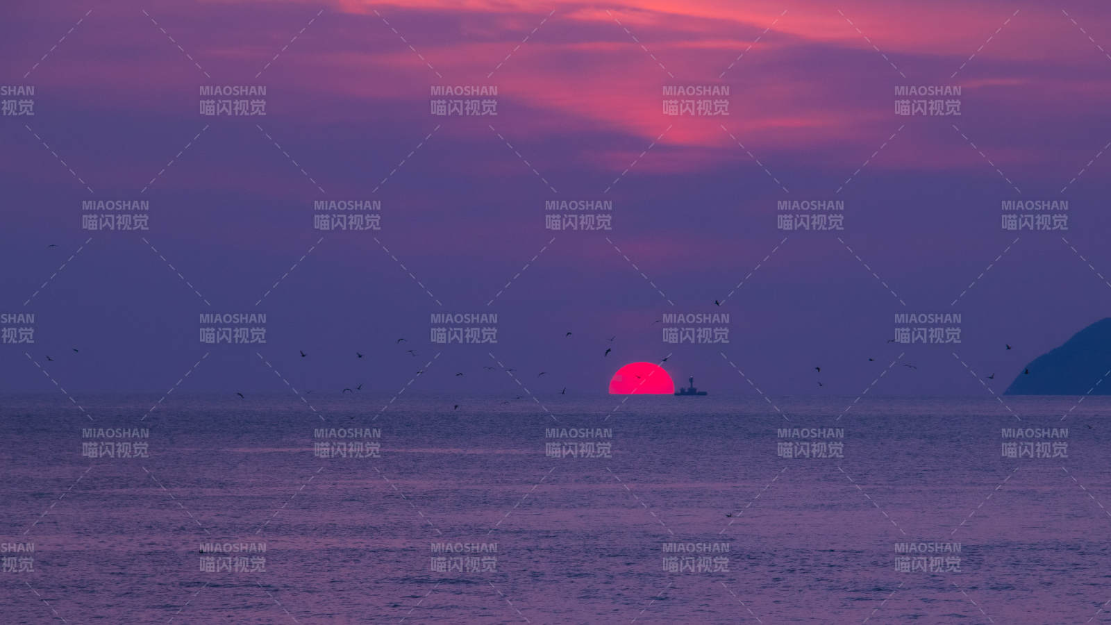 夕阳西下 海鸟纷飞图片