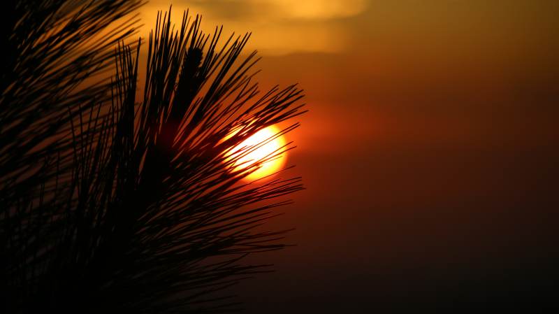 松针剪影夕阳红图片