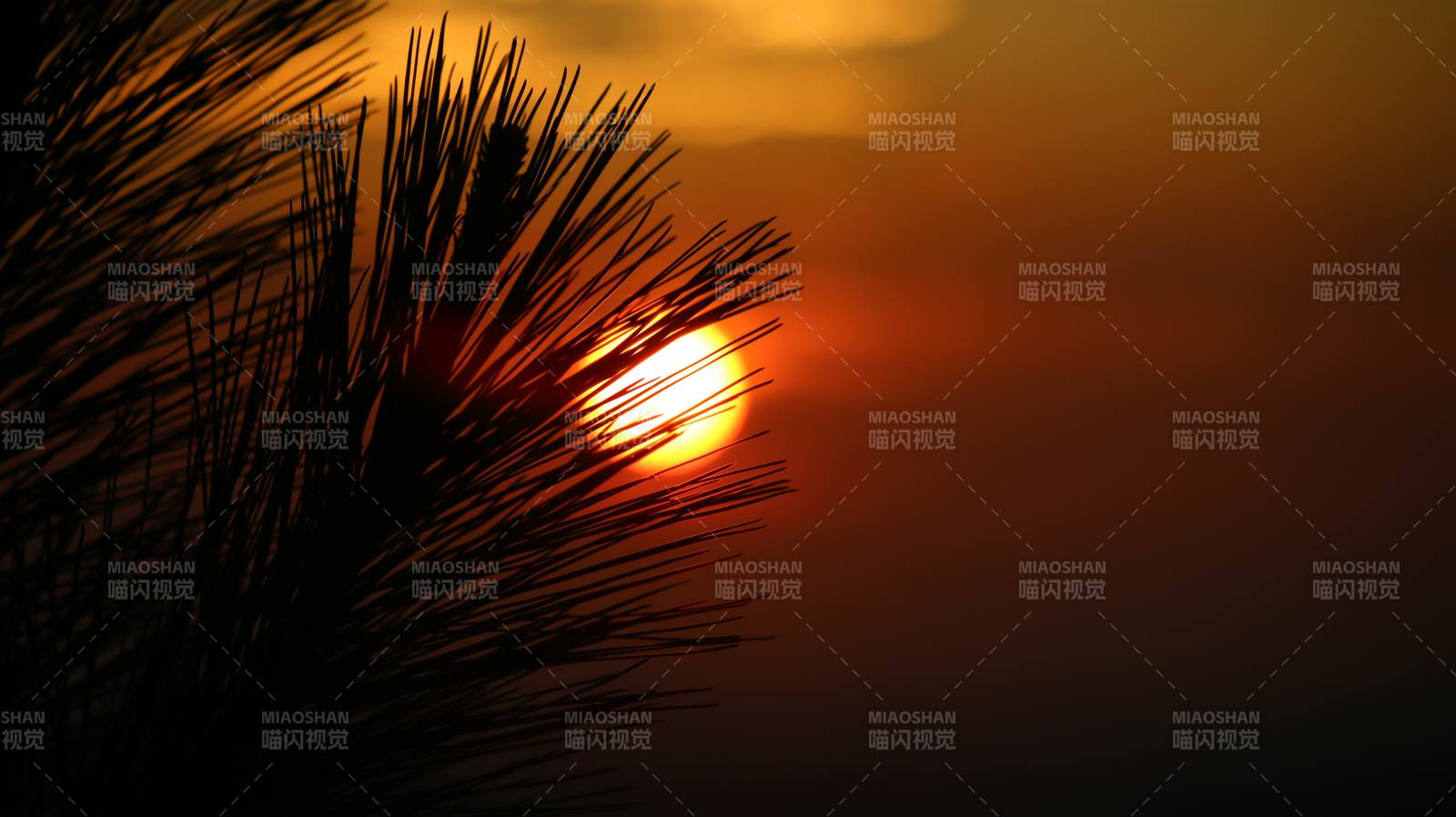 松针剪影夕阳红图片